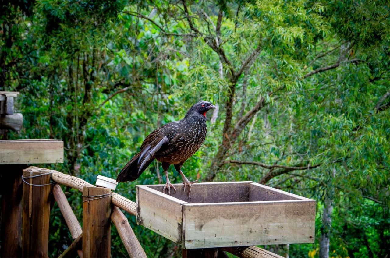 Pousada Rancho Das Framboesas วิสกอนจิ จิ เมาอา ภายนอก รูปภาพ